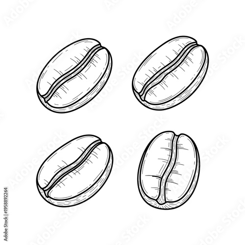 Four Hand Drawn Coffee Beans Illustration.