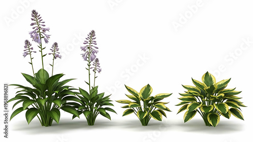 Four hosta plants with green and variegated leaves and purple flowers garden