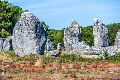 Ancient Megalithic Alignment of Kermario, Carnac, Brittany, France