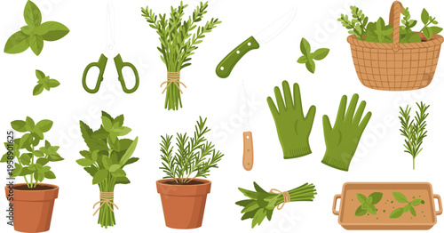 Herb Gardening and Harvest Illustration Set Featuring Fresh Herbs, Scissors, Knife, Gloves and Basket for Organic Cooking Design