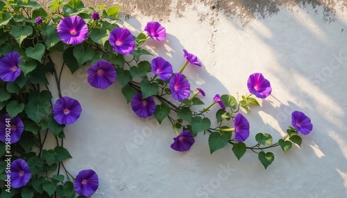 Purple morning glory flowers grow on old stone wall. Green vines with leafy foliage spread across textured surface in sunlight. Blooms open towards light.