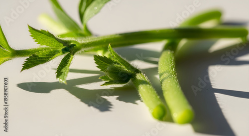 minimalist white with green plants