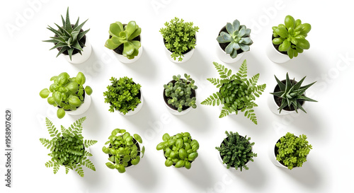 minimalist white with green plants