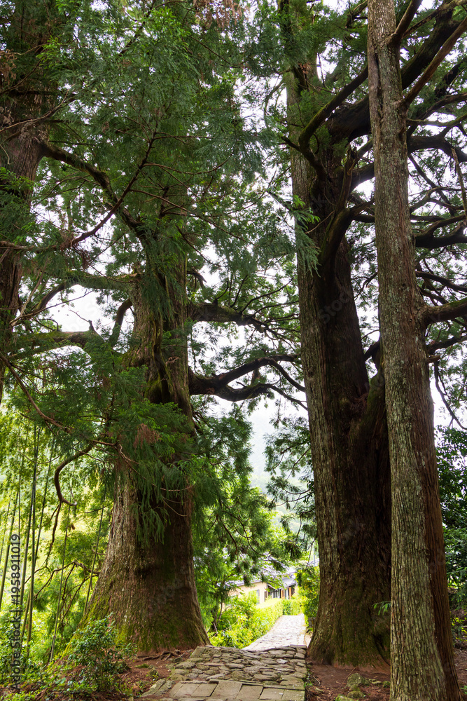 Obraz premium 世界遺産 熊野古道 大門坂