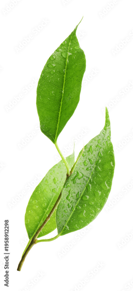 Obraz premium Branch with wet fresh green citrus leaves isolated on white