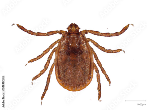 Canvas Print Female Haemaphysalis longicornis