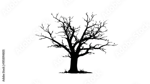 Detailed black silhouette of a bare leafless tree with intricate branches, isolated on a clean white background, perfect for graphic design elements.