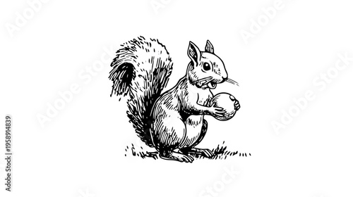 Detailed vintage hand-drawn illustration of a squirrel holding a nut, isolated on white. Black and white woodland animal sketch.