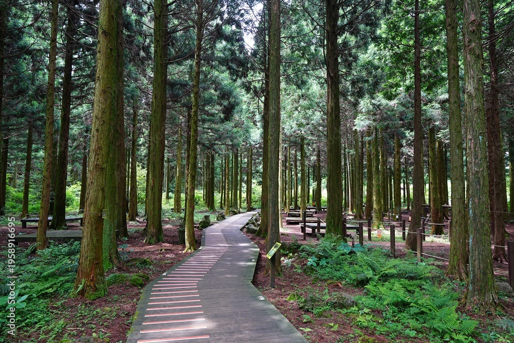 Fototapeta premium fine boardwalk through cedar forest