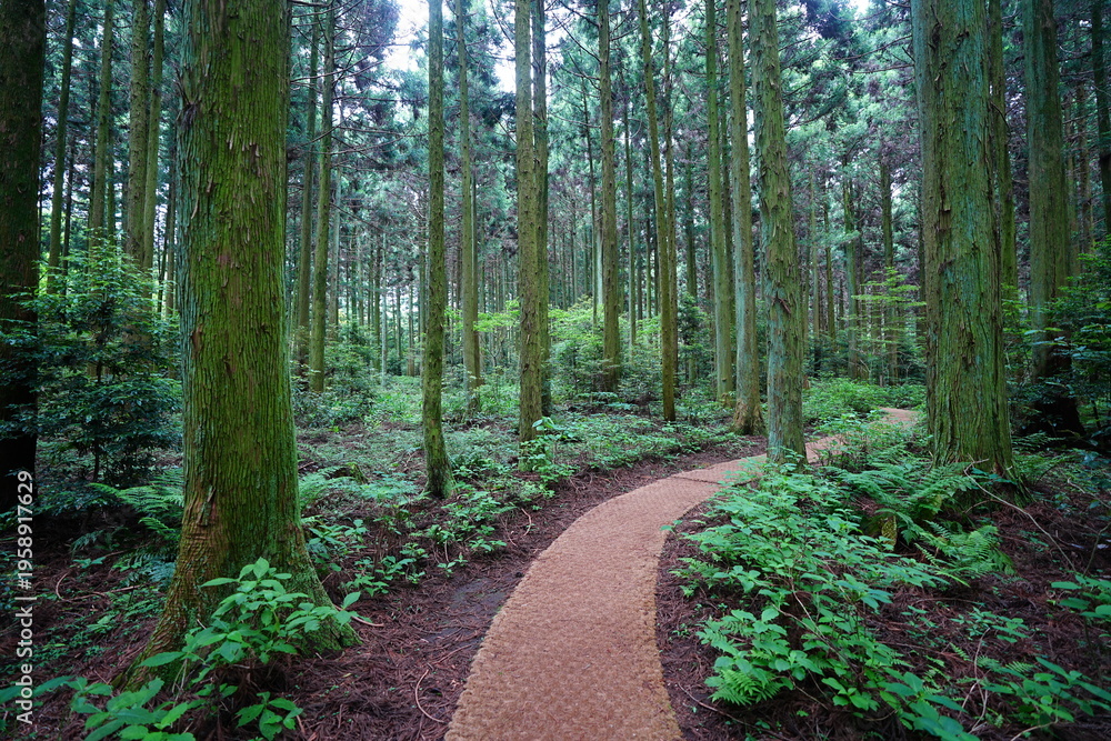 Obraz premium fine cedar forest and pathway in the spring sunlight