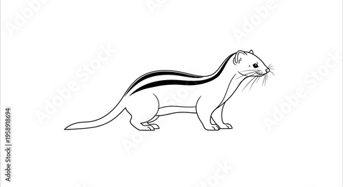 Black and white drawing of a weasel isolated on a white background