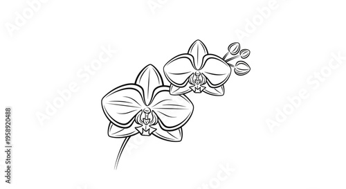 Black and white line art orchid flowers with buds