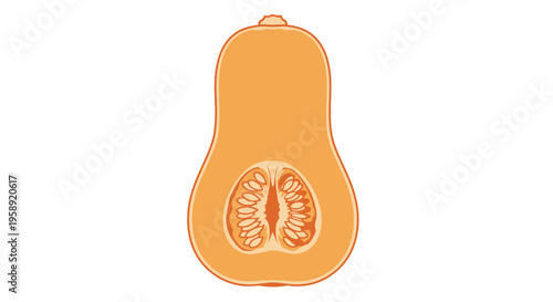 Butternut squash cut in half with seeds on white background