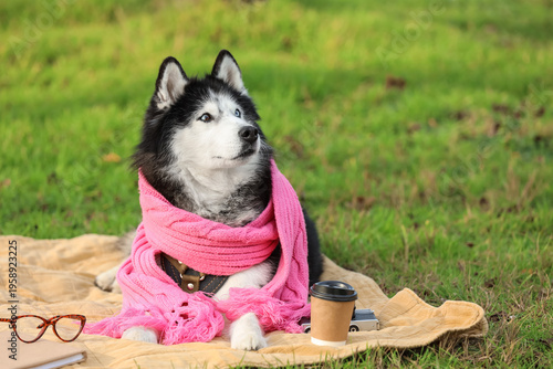 Cute husky dog with warm sc...