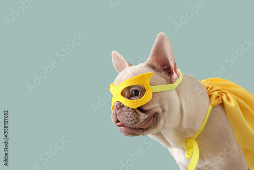 Cute French bulldog in supe...