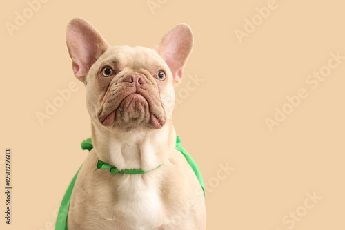French bulldog in superhero...