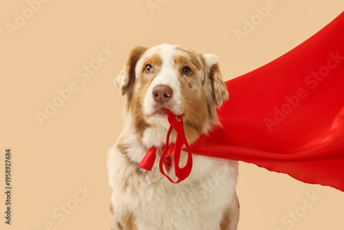 Cute Australian Shepherd do...