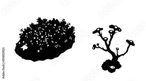 Silhouette of Two Distinct Black and White Graphic Plant Illustrations on a Transparent Background
