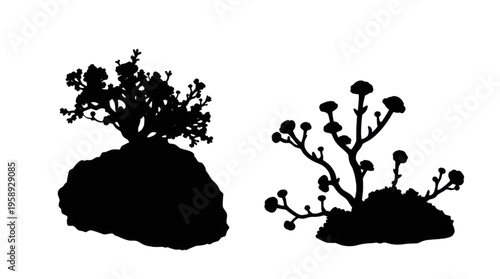 Silhouette of Two Distinct Botanical Plant Forms on a Transparent Background