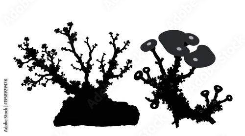 Coral Black Silhouette Abstract Organic Marine Life Illustration on Transparent Background