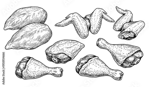 Chicken meat cuts collection with breast fillet wings and legs detailed line art vector isolated on white