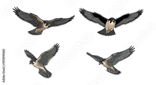 Four Birds Flying in Formation Aerial.