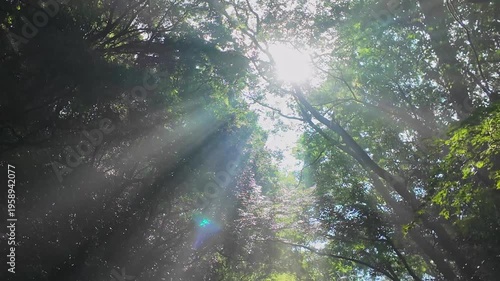 夏でも涼しい菊池渓谷