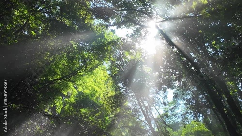 夏でも涼しい菊池渓谷