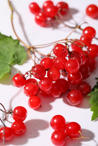Fresh red viburnum berries ...