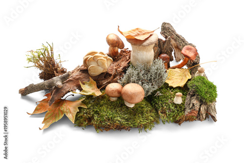Tree bark, dried leaves, mo...