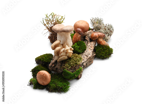 Green moss, tree bark and f...