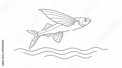 Detailed line art illustration of a flying fish leaping out of the water, showcasing its large pectoral fins like wings.