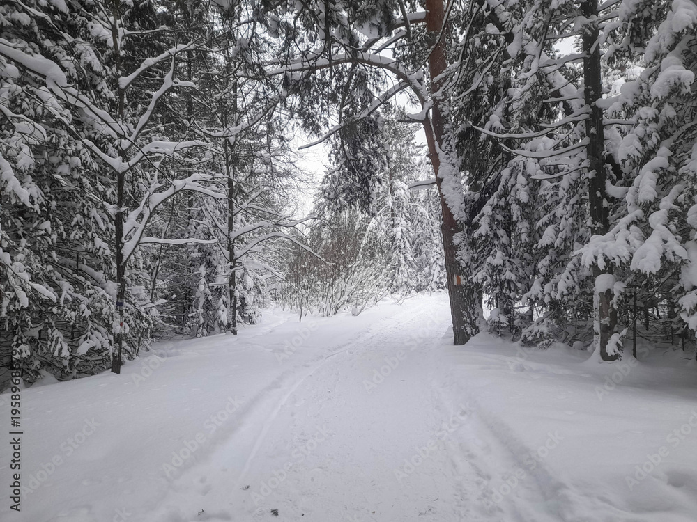 Obraz premium Trees in the winter forest