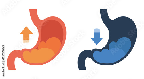 Stomach anatomy, digestive system, human body, medical icons, stomach illustration