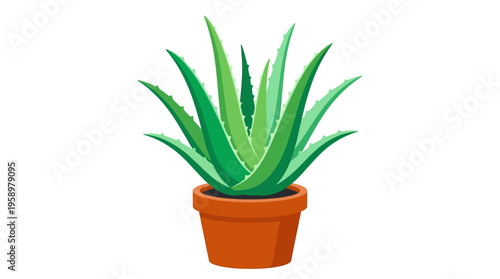 Vibrant Green Aloe Vera Plant in a Terracotta Pot.
