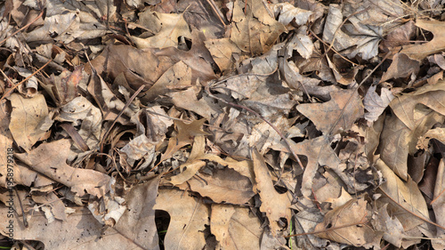 Quadro su tela A top-down view of a dense carpet of dried, fallen oak and maple leaves