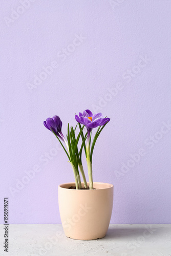 Pot with beautiful crocus f...