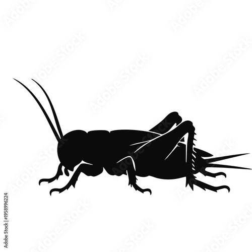 grasshopper on a white background