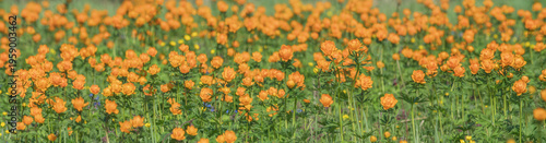 Panoramic view of a blooming alpine meadow, bright orange flowers, trollius asiaticus, selective focus