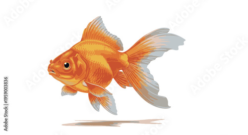 A vibrant orange goldfish with white fins against a clean white background.