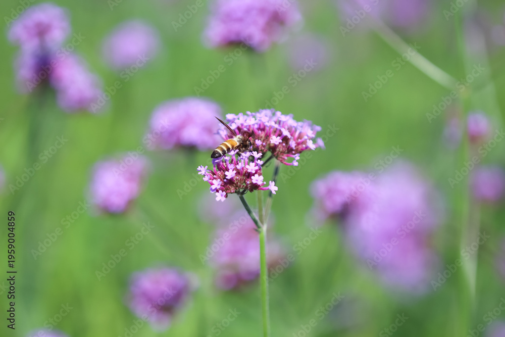 Fototapeta premium Single bee drinking nectar on purple flower background