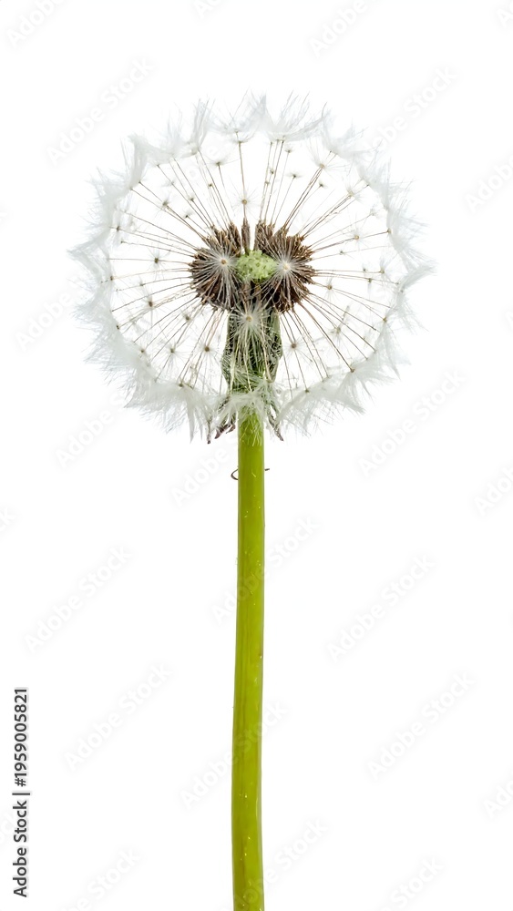 Fototapeta premium Dandelion Seed Head on White Background - A Symbol of Hope and Renewal.