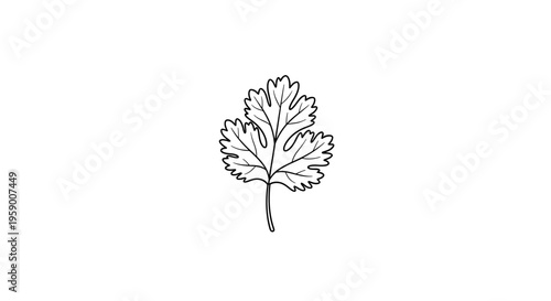 Cilantro Leaf Illustration - Hand-Drawn Herb Sketch