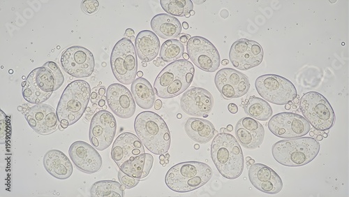 yeast cells under microscope, oval microbial culture