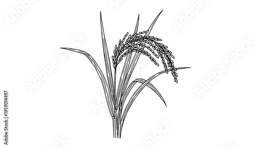 Black and white rice plant botanical sketch vector isolated agricultural grain illustration