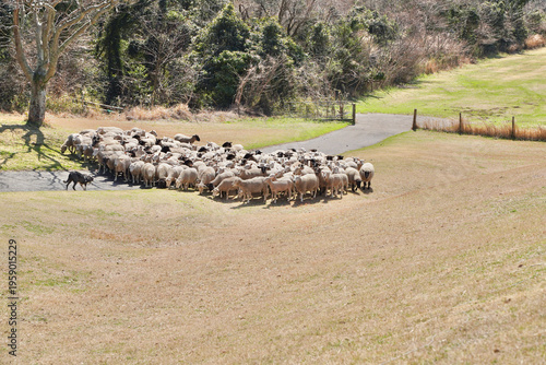 牧場で大移動する沢山の羊と牧羊犬