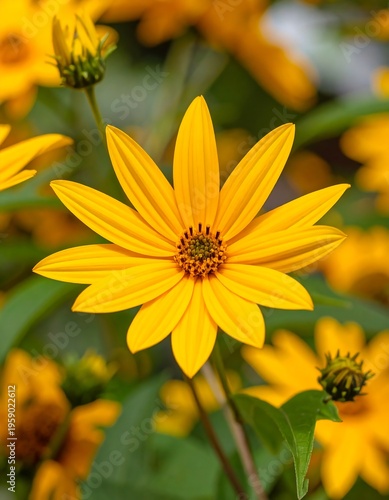 Close-up of vibrant yellow flower