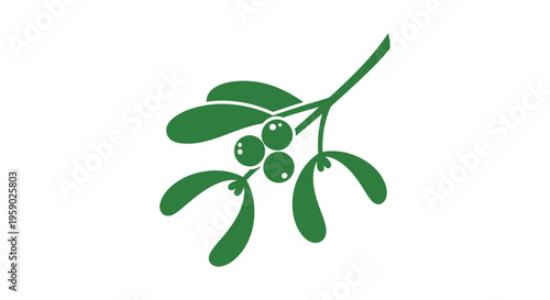 Mistletoe plant with green leaves berries.