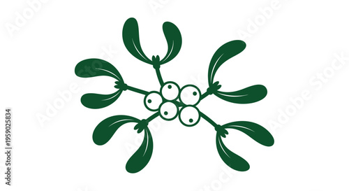 Mistletoe plant with green leaves.
