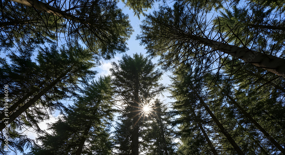 Fototapeta premium Looking up through the canopy of tall evergreen trees towards the sun, a beautiful natural forest scene